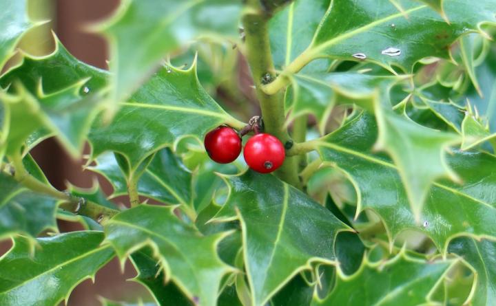 holly with red berries